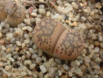 Lithops franciscii C140 