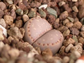 Lithops fullerii rouxii 