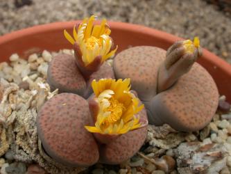 Lithops fulviceps C412 near Pofadder, Cape Province, RSA 