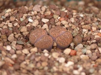 Lithops fulviceps C266 65km n. of Karasburg, Namibia 
