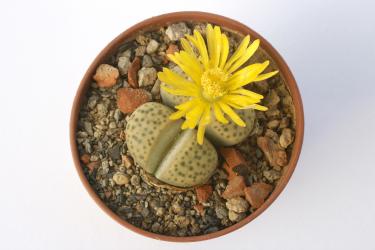 Lithops fulviceps C412 near Pofadder, Cape Province, RSA 