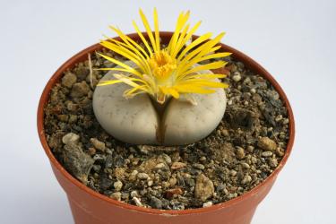 Lithops gracilidelineata 