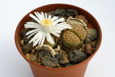 Lithops hallii ssp. ochracea 