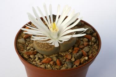 Lithops hallii ssp. ochracea C111 