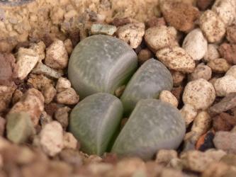 Lithops helmutii C271 