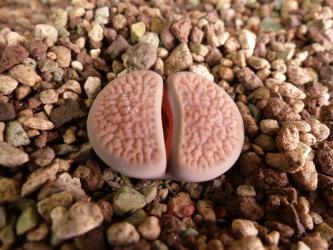 Lithops hookeri 