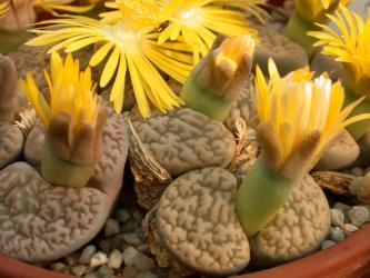 Lithops hookeri ssp. susannae C91 30km se. of Douglas, Cape Province, RSA 