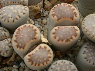 Lithops julii ssp. fulleri C161 