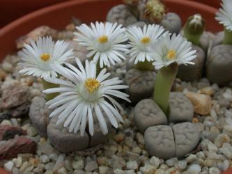 Lithops karasmontana ssp. eberlanzii C147 