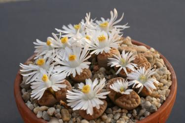 Lithops karasmontana mickbergensis C168 10km ne. of Grünau, Namibia 