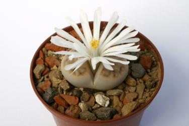 Lithops karasmontana Signalberg 