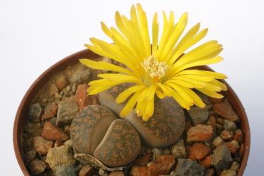 Lithops lesliei C138 