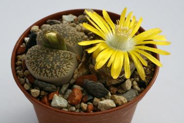 Lithops lesliei C030 30km North-West of Pietersburg, Transvaal 