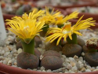Lithops lesliei C36 near Warrenton, Cape Province, RSA 