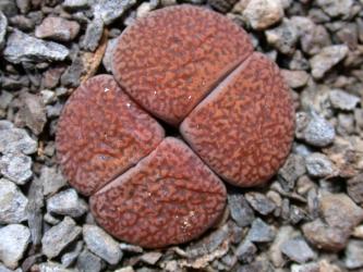 Lithops lesliei ssp. mariae C141 10km sw. of Boshoff, Orange Free State, TL 