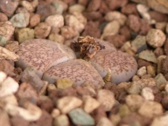 Lithops lesliei ssp. burchellii C302 20km nne. of Douglas, Cape Province, RSA 
