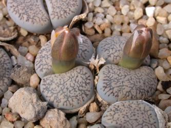 Lithops marmorata v. subfenestrata C019 