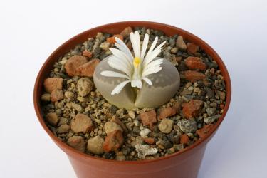Lithops marmorata C305 40km nne. of Steinkopf, Cape, RSA 