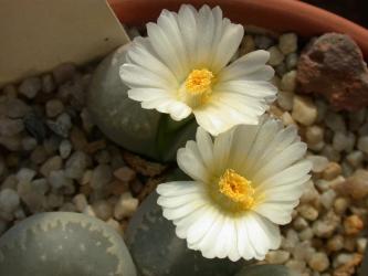 Lithops marmorata ssp. elisae 