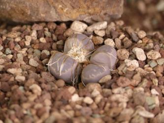 Lithops marmorata framesii 