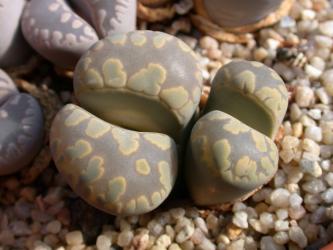 Lithops naureeniae C304 