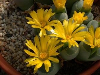 Lithops olivacea 