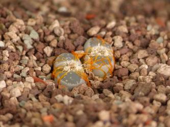 Lithops olivacea C109 10km n. of Pofadder, Cape, RSA 