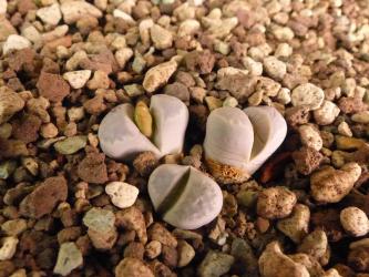 Lithops optica H4707 
