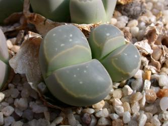 Lithops optica C277 