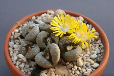 Lithops otzeniana C350 40km nnw. of Loeriesfontein, Cape Province, RSA 