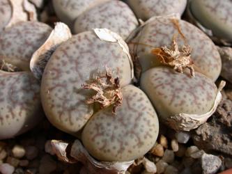 Lithops pseudotruncatella ssp. volkii C69 45km s. of Windhoek, Namibia 