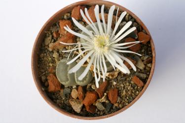 Lithops salicola C322 20km sw of Luckhoff, Orange Free State, RSA 