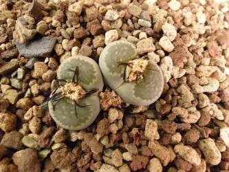 Lithops salicola C320 