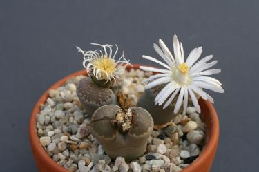 Lithops salicola maculata C86 30km se. of Hopetown, Cape Province 
