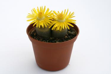 Lithops schwantesii ssp. marthae C249 