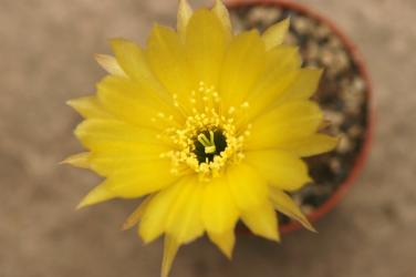 Lobivia arachnacantha v. densiseta WR186 e. of Valle Grande, Santa Cruz, BOL, 2100m 
