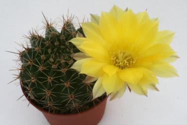 Lobivia aurea % HV699 