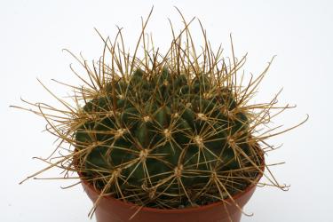 Lobivia chrysochete WR173 Santa Victoria, Quebrada de Humahuaca, Jujuy, ARG 