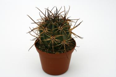 Lobivia ferox MN337 Garganta del Diabolo, Jujuy, ARG 