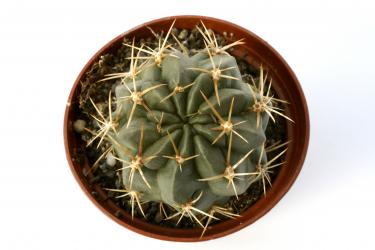 Lobivia hertichiana 