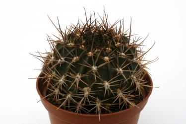 Lobivia jajoiana WR213 