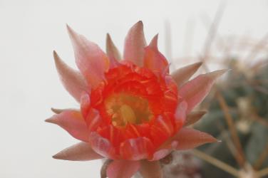 Lobivia pampana 