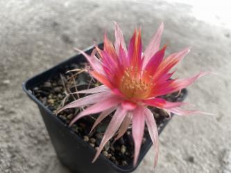 Lobivia pampana 