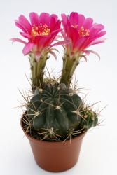 Lobivia pentlandii R201 La Paz, La Paz, BOL 