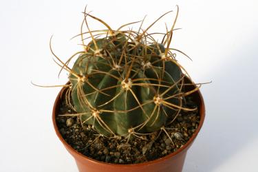 Lobivia tegeleriana ssp. albiflora 