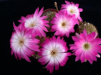 Lobivia winteriana 