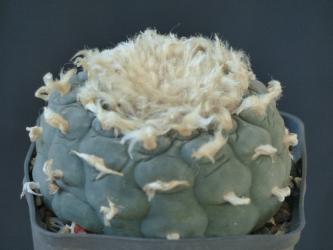 Lophophora decipiens % 