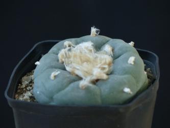 Lophophora decipiens % 