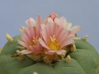 Lophophora decipiens % 