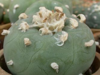 Lophophora diffusa % 